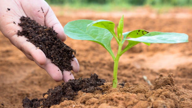 Comment fertiliser les plants de framboise ?